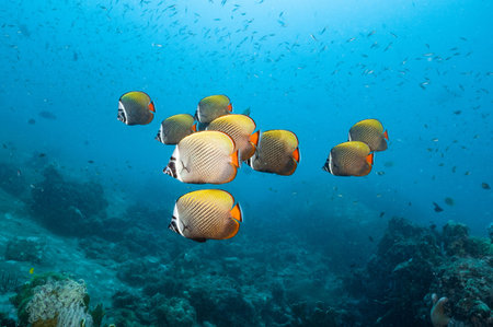 School of Redtail Butterflyfish, Pakistan Butterflyfish or Chaetodon collare swimming over the coral...