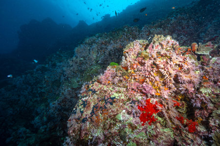 Beautiful pink soft coral reef and marine life at Bon Island, a famous scuba diving dive site of North Andaman. Stunning underwater landscape in Thailand.の写真素材