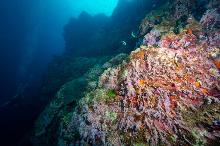 Beautiful pink soft coral reef and marine life at Bon Island, a famous scuba diving dive site of North Andaman. Stunning underwater landscape in Thailand.の写真素材
