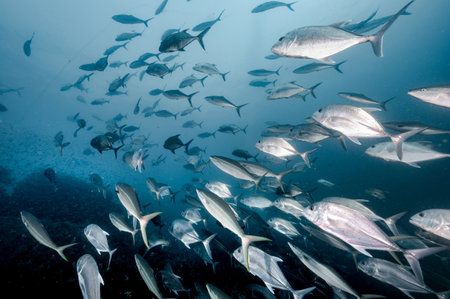 School of Jack fish or jackfish in the blue ocean. Group of Jacks swimming together in Andaman Sea. Marine life and underwater conservation. World ocean day conceptの写真素材