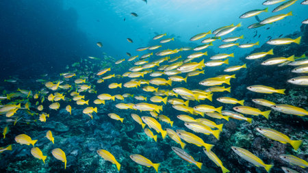 School of Bigeye yellow snapper fish at Richelieu Rock, a famous scuba diving dive site and exotic underwater landscape in Thailand.の写真素材