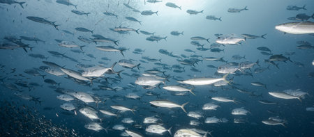 School of Jack fish or jackfish in the blue ocean. Group of Jacks swimming together in Anadman Sea. Marine life and underwater conservation. World ocean day conceptの写真素材