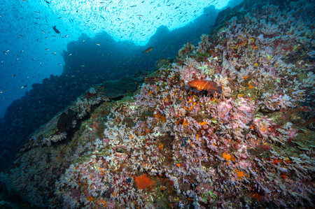 Beautiful pink soft coral reef and school of fish at Bon Island, a famous scuba diving dive site of North Andaman. Stunning underwater landscape in Thailand.の写真素材