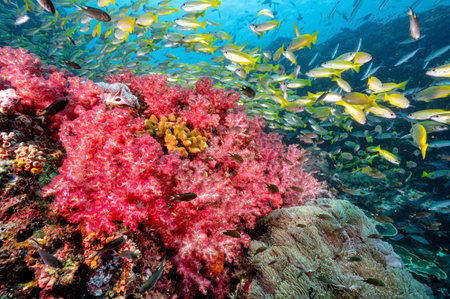 Beautiful red soft coral reef and school of bigeye yellow snapper fish at Richelieu Rock, a famous scuba diving dive site of North Andaman. Stunning underwater landscape in Thailand.の写真素材
