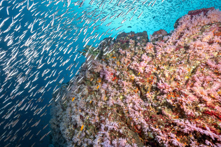 Beautiful pink soft coral reef and school of fish at Bon Island, a famous scuba diving dive site of North Andaman. Stunning underwater landscape in Thailand.の写真素材