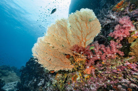 Branching Gorgonian Sea Fan coral (Seafan), colorful soft coral and marine life at Richelieu Rock, a famous scuba diving dive site of North Andaman. Exotic underwater landscape in Thailandの写真素材