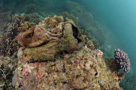 Abandoned debris plastic bag cover coral reef in the sea. Clean up ocean by collecting waste. Save...