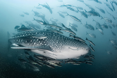Whale shark swimming with school of Rainbow runner and Giant trevally fish in Andaman sea. Marine life in the underwater world of Thailand. Ocean wildlife conservation. International Whale Shark Dayの写真素材