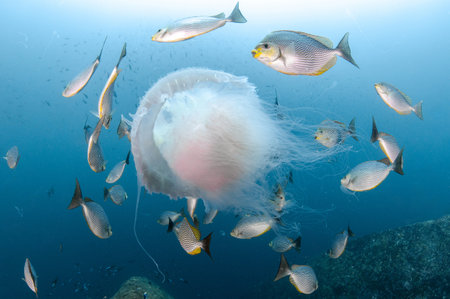 Giant Jellyfish swimming with a school of Streaked spinefoot fish or Java rabbitfish (Siganus Javus) in clear blue water of Andaman sea. Marine life in underwater worldの写真素材