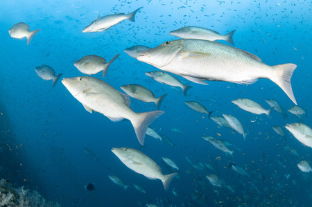 School of Longface emperor or long-nosed emperor fish (Lethrinus olivaceus) in the blue water. Marine life in Andaman sea, Indian ocean, Thailand. Underwater world conceptの写真素材