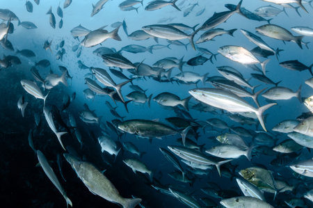 Rainbow runner and Longface emperor or long-nosed emperor fish schooling in the blue water. School...