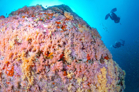 Pink soft coral wall with scuba divers at Bon Island in Andaman sea. Beautiful underwater landscape and scuba diving experience in Thailandの写真素材