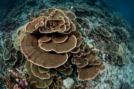 A large field of lettuce coral reef or cabbage leaf coral underwater landscape in Similan Islands National Park, Andaman sea, Thailand.の写真素材