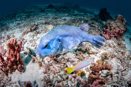 Giant blue puffer fish or starry pufferfish (Arothron stellatus) at Racha Island, a popular dive...