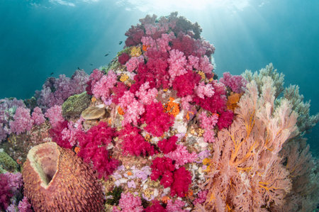 Colorful underwater landscape around Talang Pinnacle or Stonehenge, the most popular dive site for scuba diving in the area of Lipe island, Tarutao National Park in Satun Province, Thailand.の写真素材