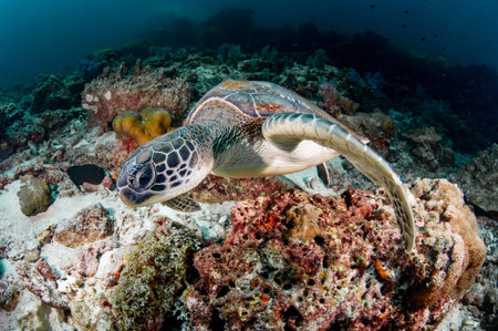 Green turtle (Chelonia mydas) on coral reef at Hin Daeng dive site in Andaman sea, Thailand. Endangered species and Marine life conservation. World Ocean Day conceptの写真素材