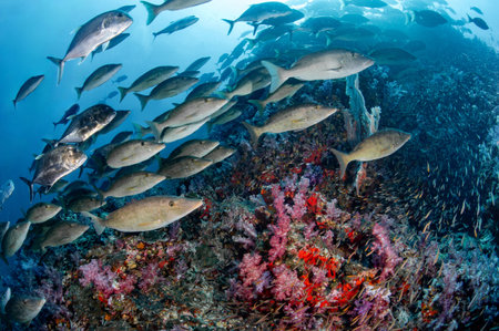 School of Jack fish and longnose emperor at Richelieu Rock, one of the best dive sites for scuba diving in Asia. Located in Andaman sea, Thailand.の写真素材