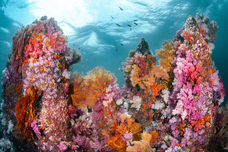 Colorful underwater landscape of Talang Pinnacle or Stonehenge, the most popular dive site for scuba diving in the area of Lipe island, Tarutao National Park in Satun Province, Thailand.の写真素材