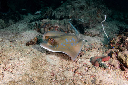 Bluespotted ribbontail ray (Taeniura lymma) swimming in hard coral reef of Bida Nok, a popular dive site in the area of Phi Phi island, Krabi, Thailand. Underwater marine life behaviorの写真素材
