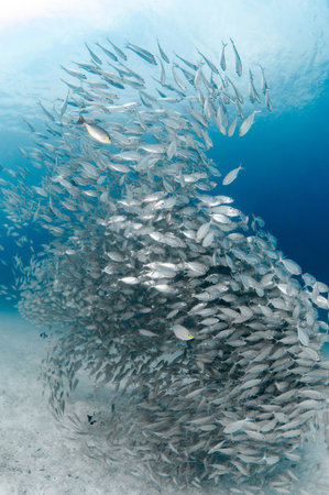 School of yellowstripe scad fish or yellow striped trevally. Massive group of fish schooling over white sand at Bay 2, Racha Yai island, one of popular dive sites for scuba diving in Phuket, Thailand.の写真素材
