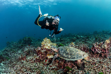 Female scuba diver diving with hawksbill sea turtle while it is bitting hard coral in Similan National Park, Andaman Sea, Thailand. Endangered species and Marine life conservationの写真素材