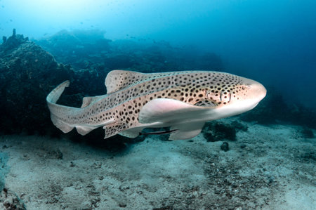 Zebra Shark (Stegostoma tigrinum) also known in Thailand as Leopard Shark at Bida pinnacle in Andaman Sea, one of dive sites near Phi Phi island in Krabi, Thailand. Marine wildlife conservationの写真素材