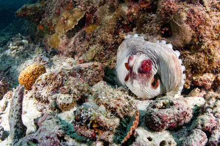 Octopus hiding in a hard coral reef at Racha island in Phuket, Thailand. Invertebrate in the sea. Underwater marine life behaviorの写真素材