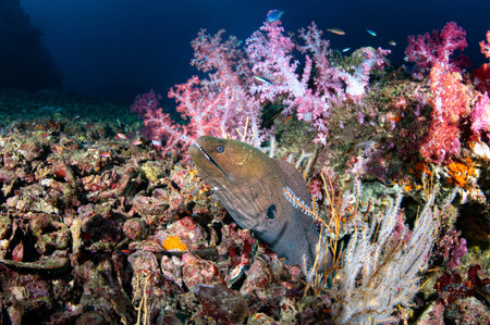 Moray eels, or Muraenidae living under the rock which is covered by soft coral in Andaman sea, Thailand. Marine life behaviorの写真素材