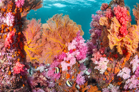 Colorful underwater landscape of Talang Pinnacle or Stonehenge, the most popular dive site for scuba diving in the area of Lipe island, Tarutao National Park in Satun Province, Thailand.の写真素材