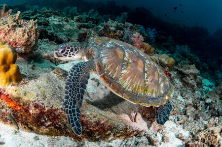 Green turtle (Chelonia mydas) on coral reef at Hin Daeng dive site in Andaman sea, Thailand. Endangered species and Marine life conservation. World Ocean Day conceptの写真素材