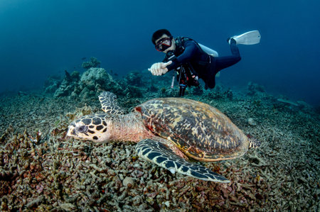 Male scuba diver diving with hawksbill sea turtle in Similan National Park, Andaman Sea, Thailand. Endangered species and Marine life conservationの写真素材