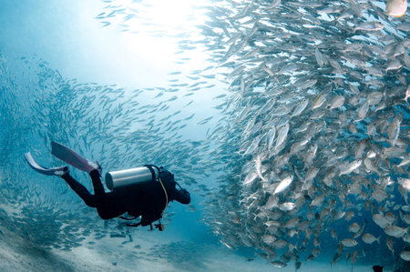 Female scuba diver diving with a school of yellowstripe scad fish. Massive group of yellow striped...