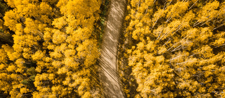 Dirt road winding through beautiful yellow aspen forest during golden sunset in peak fall foliage at Crested Butte, Colorado, USA. Aerial view of scenic wood landscape in autumn seasonの写真素材