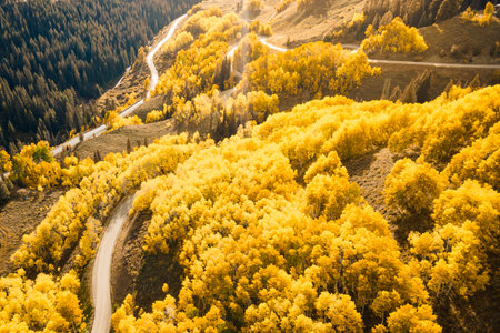 Beautiful dirt road winding through yellow aspen forest during golden sunset in peak fall foliage at Crested Butte, Colorado, USA. Aerial view of scenic autumn season mountain landscapeの写真素材