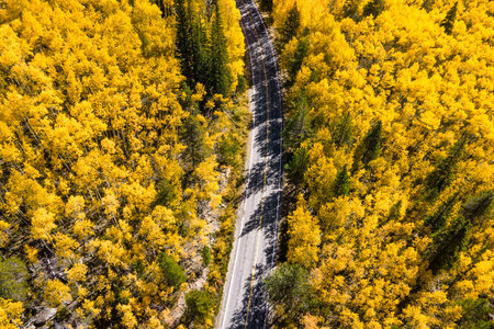 Aerial view of rural road winding through the yellow aspen forest with some pine trees at both sides. Beautiful landscape during fall foliage in Colorado, USA. Scenic road in autumn seasonの写真素材