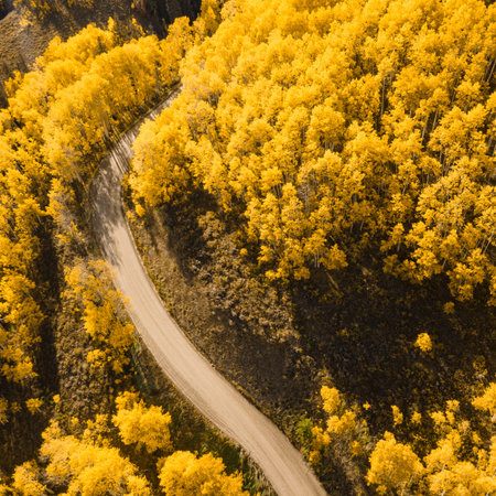 Dirt road winding through beautiful yellow aspen forest during golden sunset in peak fall foliage at...