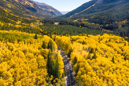 Aerial view of rural road winding through the yellow aspen forest with some pine trees at both sides. Beautiful landscape during fall foliage in Colorado, USA. Scenic autumn road on mountain hillの写真素材