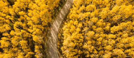 Dirt road winding through beautiful yellow aspen forest during golden sunset in peak fall foliage at Crested Butte, Colorado, USA. Aerial view of scenic wood landscape in autumn seasonの写真素材