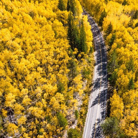 Aerial view of rural road winding through the yellow aspen forest with some pine trees at both...