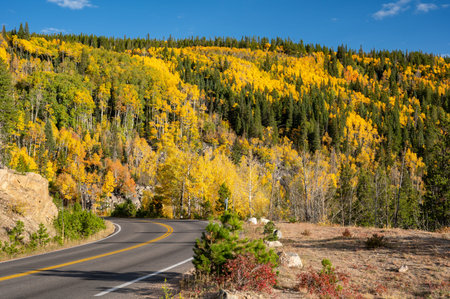 Scenic road with autumn scenery of yellow aspen trees and green pine forest on the hill at Rocky Mountain National Park. Beautiful fall foliage landscape in Colorado, USA.の写真素材