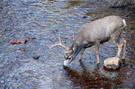 Mule deer buck with impressive antlers drinking water from the creek. Wildlife animal at Rocky Mountain National Park, Colorado, USAの写真素材