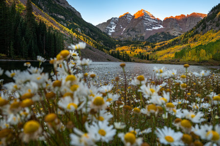 Maroon Bells at sunrise. Bell-shaped peaks in the Elk mountains with yellow aspen forest over the lake and flower bush surrounded. Famous autumn landscape during fall foliage in Colorado, USAの写真素材