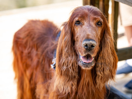 Irish Setter dog or Irish Red Setter, an elegant hunting dog. Cute pet animal portraitの写真素材