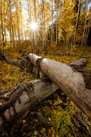Sun shining through the yellow aspen forest with fallen trees trunk crossing on foreground during fall foliage. Beautiful golden autumn scenery in Colorado, United Statesの写真素材