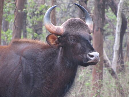 indian bisonのeditorial素材