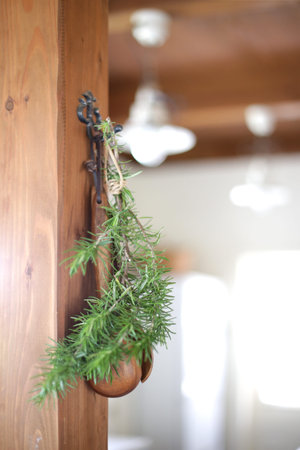 Image photo of indoor green as an interior that enriches the mindの写真素材