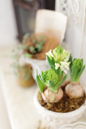 Image photo of indoor green as an interior that enriches the mind