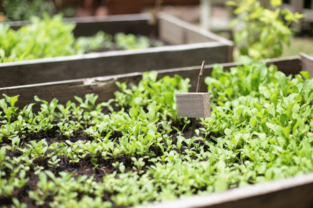 Cute green plants outdoors and in the garden