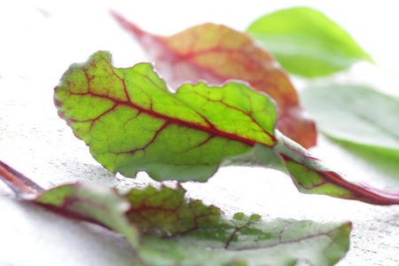 Group image of leaves of herbal plants