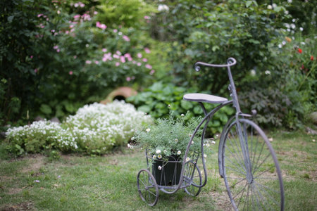 Rose flowersの写真素材